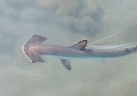 Captura del vídeo en el que se aprecia el ejemplar de tiburón martillo.