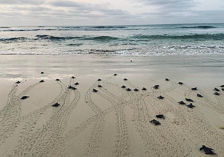 Tortugas marinas entrando al mar en Isla de Sal
