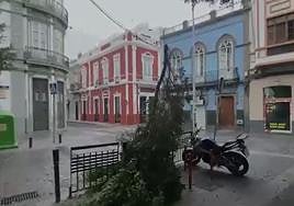 Cae un árbol en la calle San Bernardo