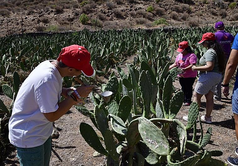 Chicos y chicas del campus probaron a recolectar cochinilla en la finca de Ingenio.