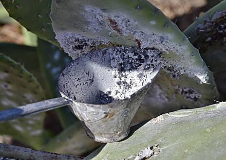 Imagen secundaria 1 - ¿Son alubias o lentejas? No, es cochinilla, el Oro Rojo de Canarias