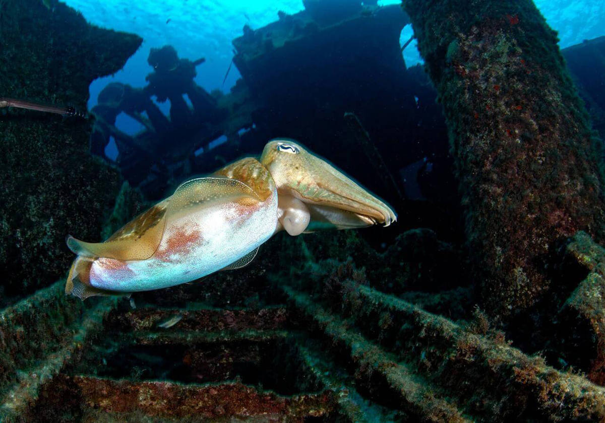 Sumergirse en un cañón submarino con pecio.- El barco de 30 metros de eslora 'El Condesito' encalló frente a la costa del extremo sur de la isla de Tenerife en 1971. El desafortunado accidente dejó dos legados importantes: el faro de Rasca, que se construyó para evitar que se repitiera el infortunio, y el pecio de 'El Condesito', uno de los puntos de buceo más singulares de Tenerife. El pecio, fragmentado en varios trozos, está en el fondo de un cañón submarino de 20 metros de profundidad flanqueado por paredes con forma prismática y frecuentado por abundante vida marina.