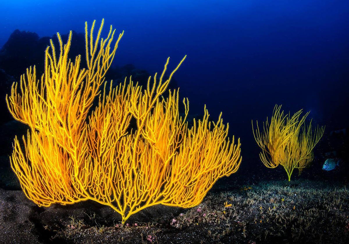 Fotografía submarina en veril del Puerto de la Cruz.- La experiencia del grupo de buceadores y las condiciones de corriente de la zona dictarán la mejor ruta a seguir. Durante el descenso del veril, aparecerán terrazas con jardines de gorgonias. Dentro del edificio, los impresionantes haces de luz que caen por orificios del techo dejarán boquiabierto al equipo. Los fotógrafos marinos disfrutarán buscando especies adaptadas a la oscuridad, como catalufas y langostas. Los más atrevidos querrán acariciar a los muriones, acostumbrados a los buceadores.