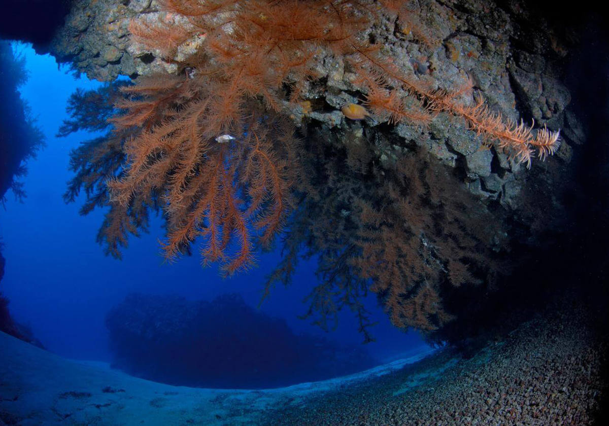 Inmersión para expertos en el sur de Tenerife.- Los buceadores más experimentados tienen en el sur de Tenerife una inmersión exigente de 45 metros de profundidad máxima que ofrece impresionantes paisajes de barrancos submarinos, arcos, cuevas y arenales, así como una fascinante vida marina. San Miguel comienza con una travesía en dirección a la Punta de Rasca desde el puerto de Los Cristianos o desde Las Galletas. Tras un descenso a plomo de 28 metros por el cabo de guía, el submarinista comienza una ruta dominada por fuertes corrientes y con vistas inolvidables.