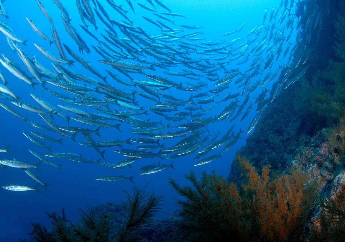 Arco con coral negro a 40 metros de profundidad.- Uno de los puntos más espectaculares de San Miguel es un estrecho arco abierto en la roca volcánica a la cota -40 m, que da paso a una bóveda tapizada de coral negro y se abre a una explanada de arena rubia. La excelente visibilidad que sigue habiendo a los 45 metros de profundidad permite identificar mantelinas y angelotes posados sobre la arena. Otro de los puntos álgidos es el encuentro con grandes meros y la visión de los cardúmenes de bicudas y algunas especies pelágicas que transitan por el lugar.