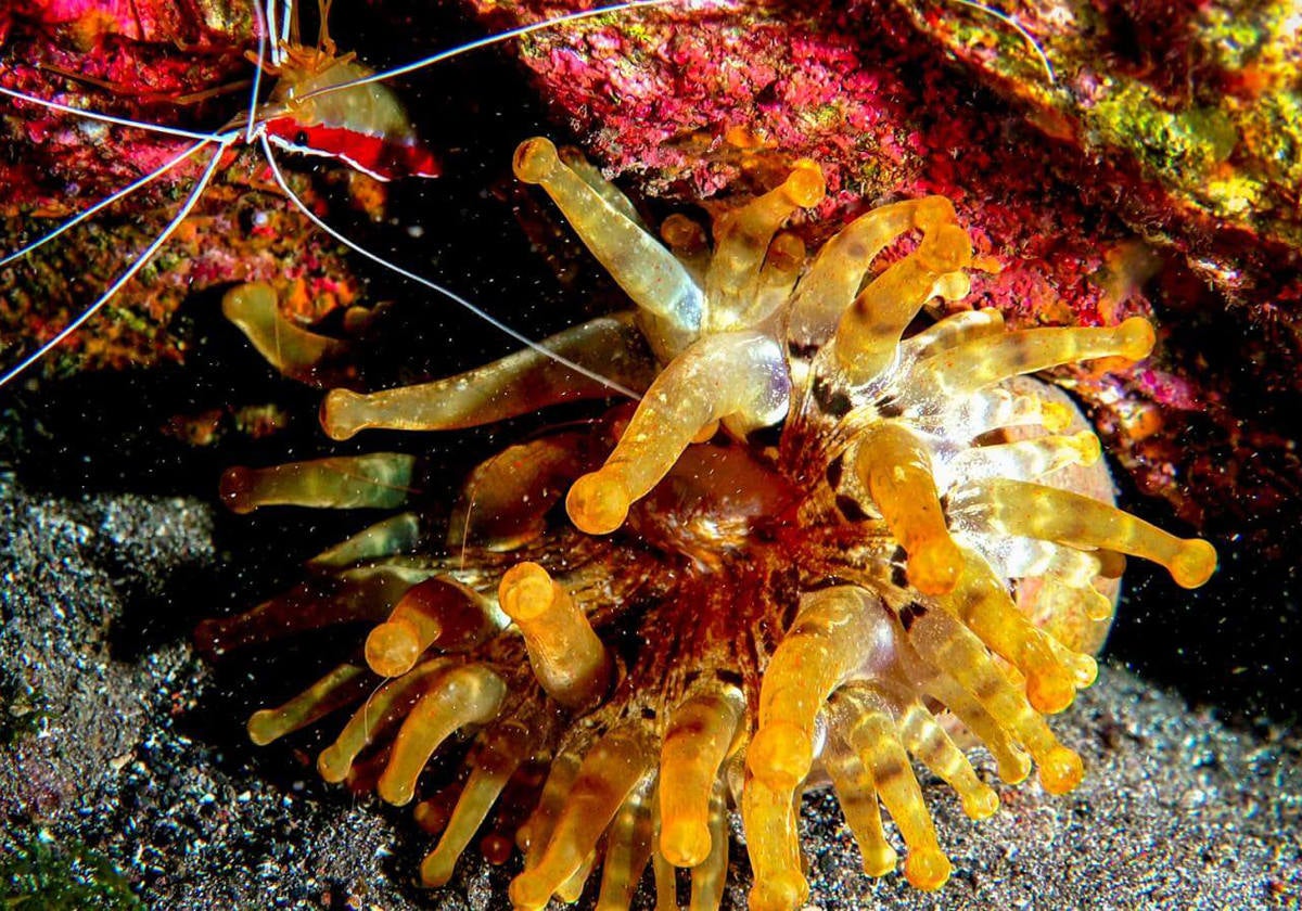 Nadar entre una fauna peculiar.- El nombre a esta inmersión se debe a la presencia de unas peculiares esponjas en forma de cerebros que habitan sus aguas, y que están incluídas en el Catálogo de Especies Amenazadas de Canarias. Lo más destacable de esta cueva es su fauna con especies que generalmente viven en la penumbra como las anémonas, la cigala canaria, los chuchos negros, las langostas canarias, las catalufas, etc.