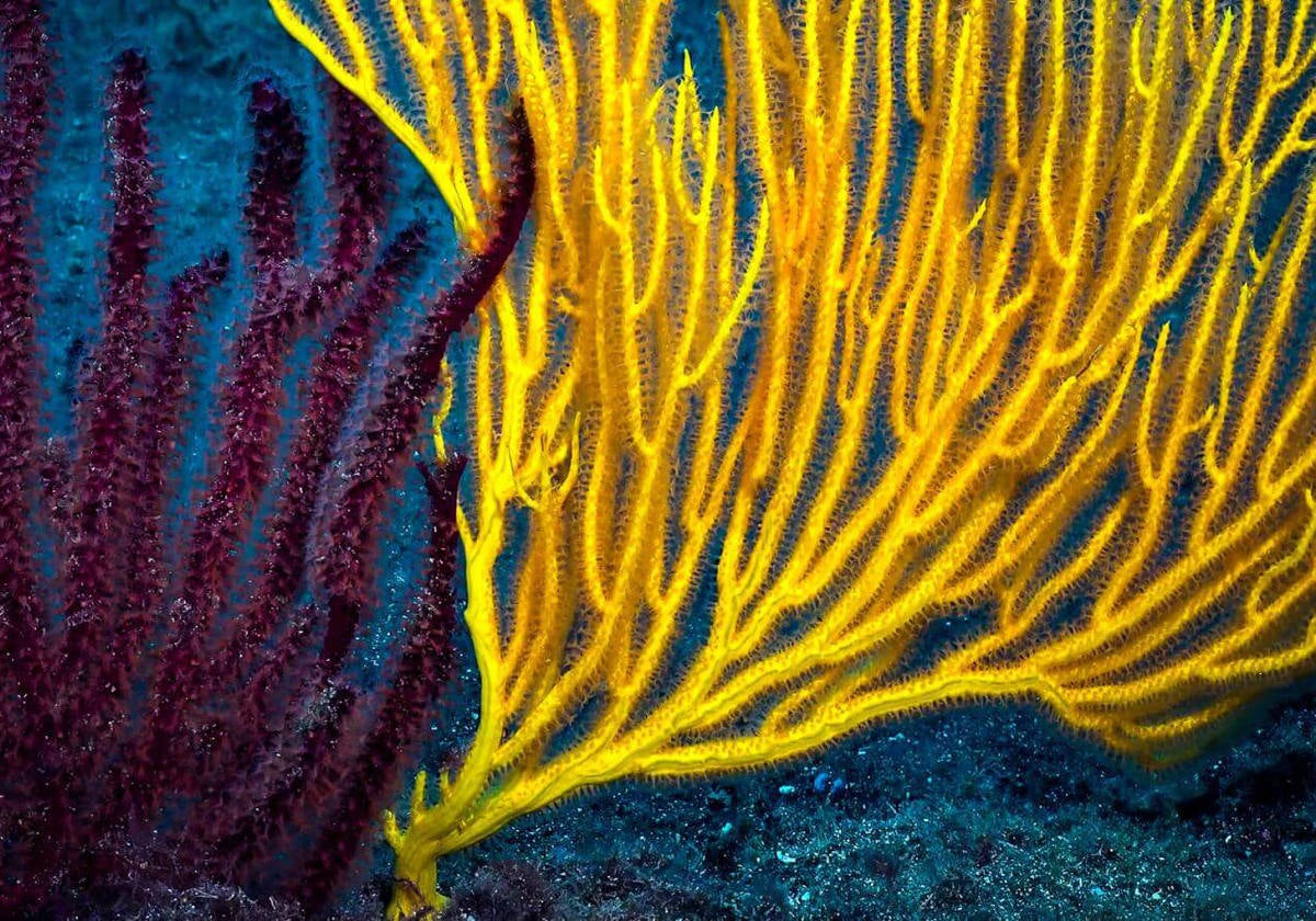 Espectaculares gorgonias amarillas.- Esta inmersión nos conduce hasta unas cuevas que se sitúan entre 20 y 35 metros de profundidad donde podremos apreciar la belleza de las gorgonias amarillas. Para acceder a ella se debe de hacer desde el muelle del Puerto de la Cruz , ya que es una inmersión poco accesible desde la costa.