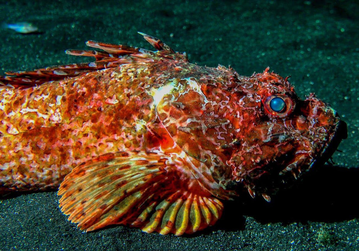 Refugio y hogar de multitud de especies marinas.- La inmersión consta de una gran pared de roca volcánica que va desde los 9 metros de profundidad hasta aproximadamente los 18 metros. Entre las pequeñas grietas, cuevas y pasadizos se esconden muchas especies como el chucho negro, morenas, pulpos, barracudas, meros, peces trompetas, rayas, etc.