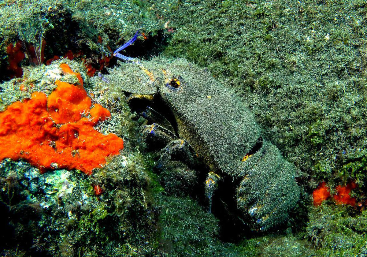 Una de las inmersionas más llamativas de Tenerife.- El llamado Tubo de Garachico es una de las cuevas más profundas que podremos encontrar en todo el archipiélago. Un túnel de más de 150 m con claraboyas que cuenta con tubos volcánicos con accesibilidad para el buceo deportivo.