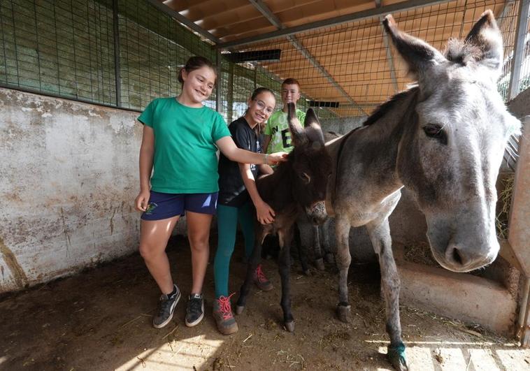 160 menores de Valleseco participan en el campus dedicado al sector primario