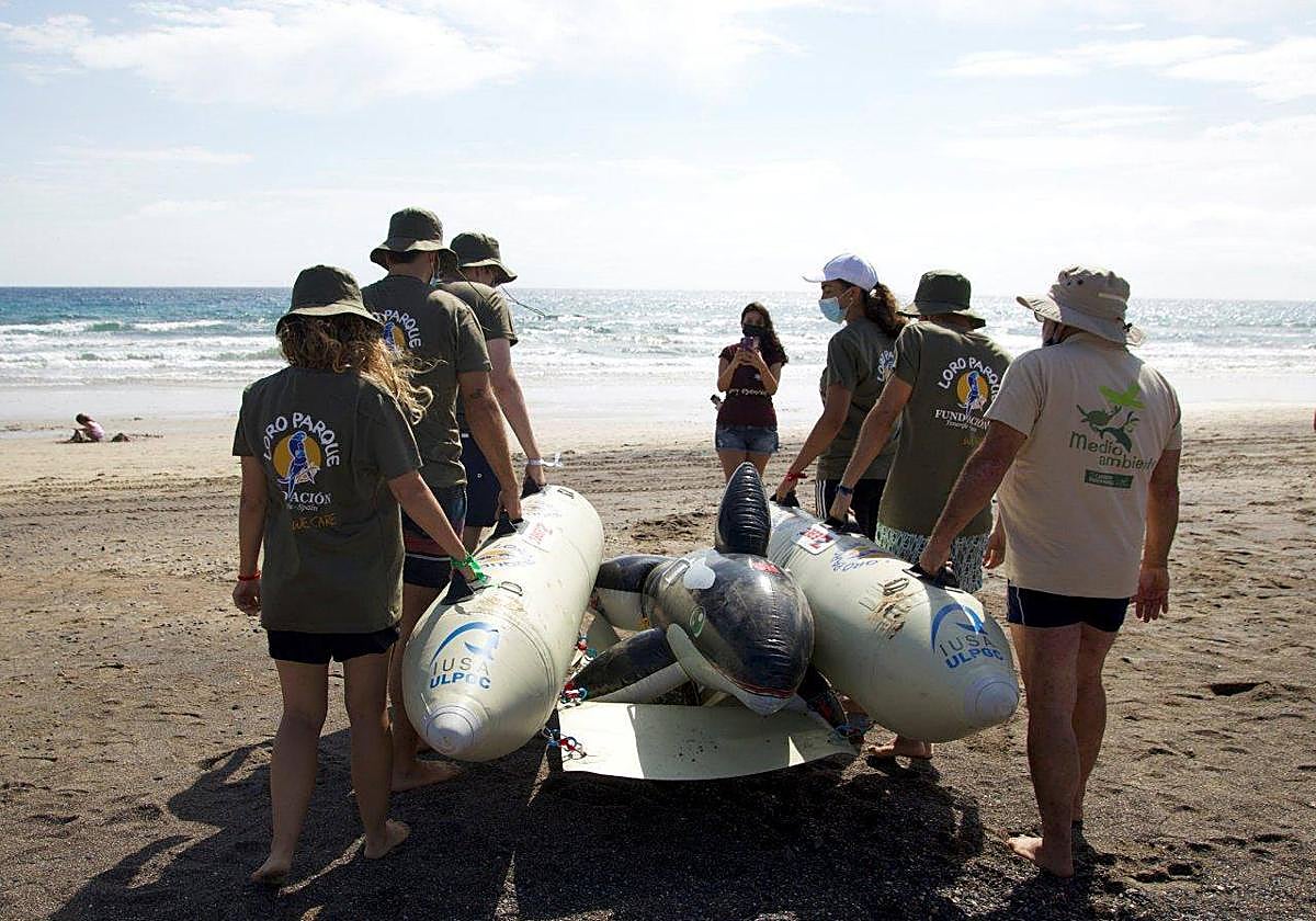 Canarias tendrá un sistema pionero de reflotación de cetáceos desarrollado por Loro Parque Fundación y ULPGC