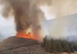 Imagen de las llamas.