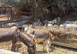 Algunos de los burros majoreros de La Culata en la finca de Valsquillo a la que fueron trasladados.