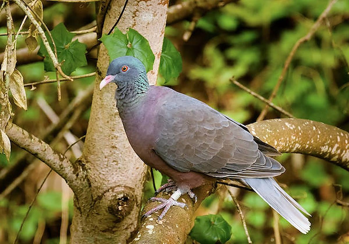 En la magen, una paloma rabiche, que oesa 400 gramos y mide 40 centímetros de largo.