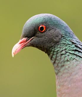 Imagen secundaria 2 - El Cabildo registra los primeros nidos de paloma rabiche en libertad en la isla