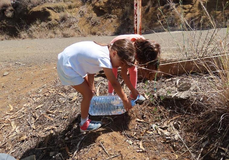 Voluntarios riegan más de medio millar de árboles de laurisilva y termófilo en la Montaña de Firgas