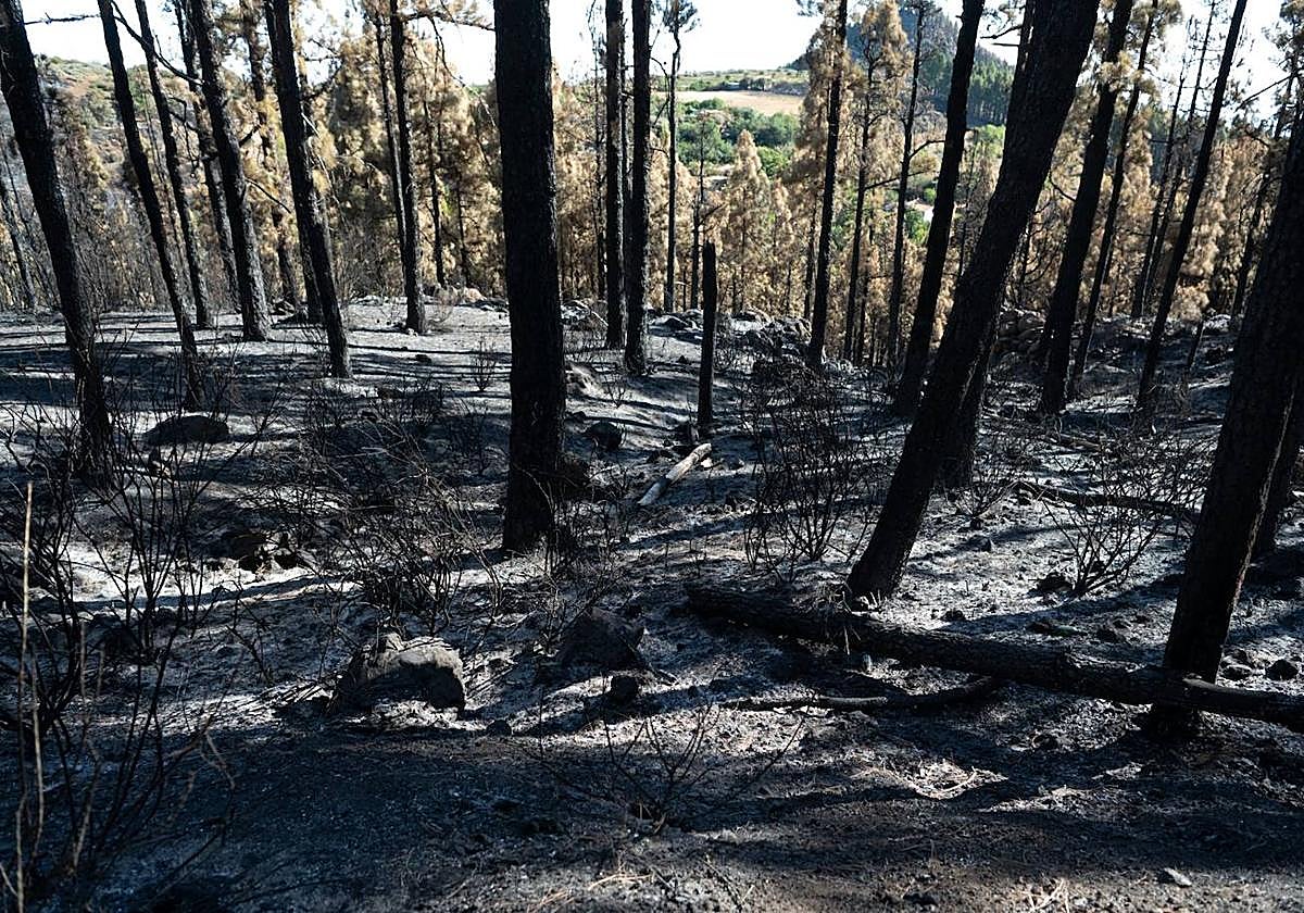 El Cabildo declara la alerta este domingo por riesgo de incendios forestales en Gran Canaria