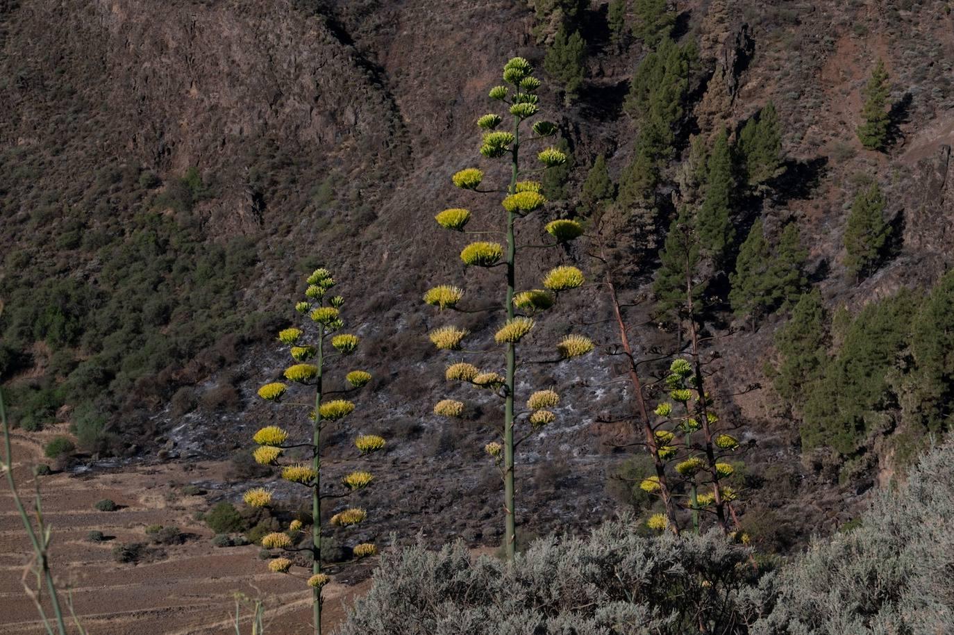 Así quedó la Cumbre tras el incendio