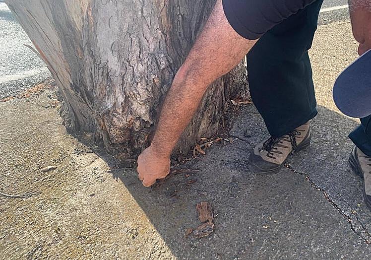 Imagen principal - Santa Brígida talará siete ejemplares de eucaliptos en mal estado de salud en la GC-111