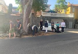 Santa Brígida talará siete ejemplares de eucaliptos en mal estado de salud en la GC-111