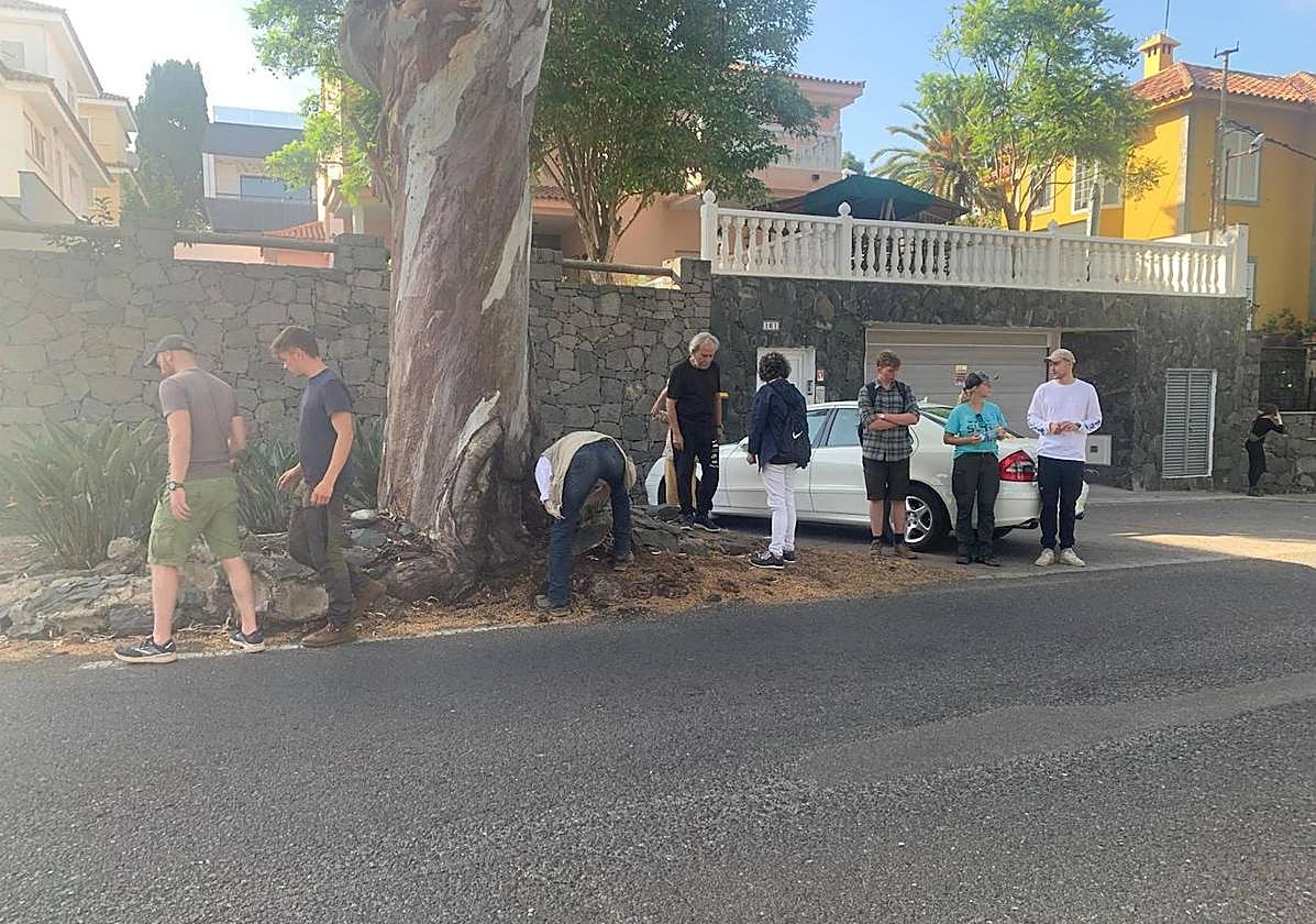 Santa Brígida talará siete ejemplares de eucaliptos en mal estado de salud en la GC-111