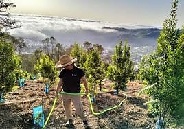 Imagen de una de las actuaciones de Foresta en Gran Canaria.
