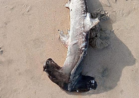 Imagen del tiburón martillo que apareció en una playa de Jandía.