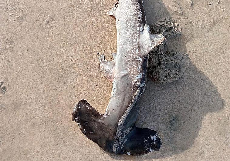 Imagen del tiburón martillo que apareció en una playa de Jandía.