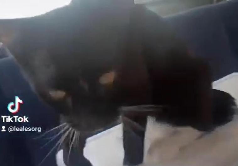 Rescatan a un gato del interior de un coche bajo 36 grados en Gran Canaria