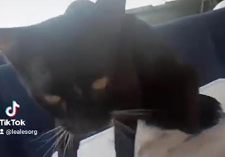 Imagen y vídeo del rescate del felino del interior del coche, en el municipio de Santa Lucía de Tirajana.