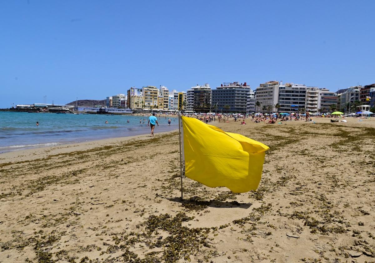 Microalgas y peces globos: cuidado con el baño en Las Canteras