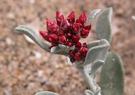La yesquera roja es una especie endémica en peligro de extinción.