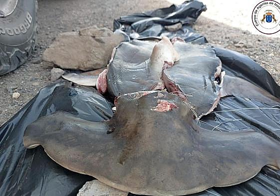 Así quedó el ejemplar de tiburón martillo capturado en la playa de Esquinzo, en Jandía.