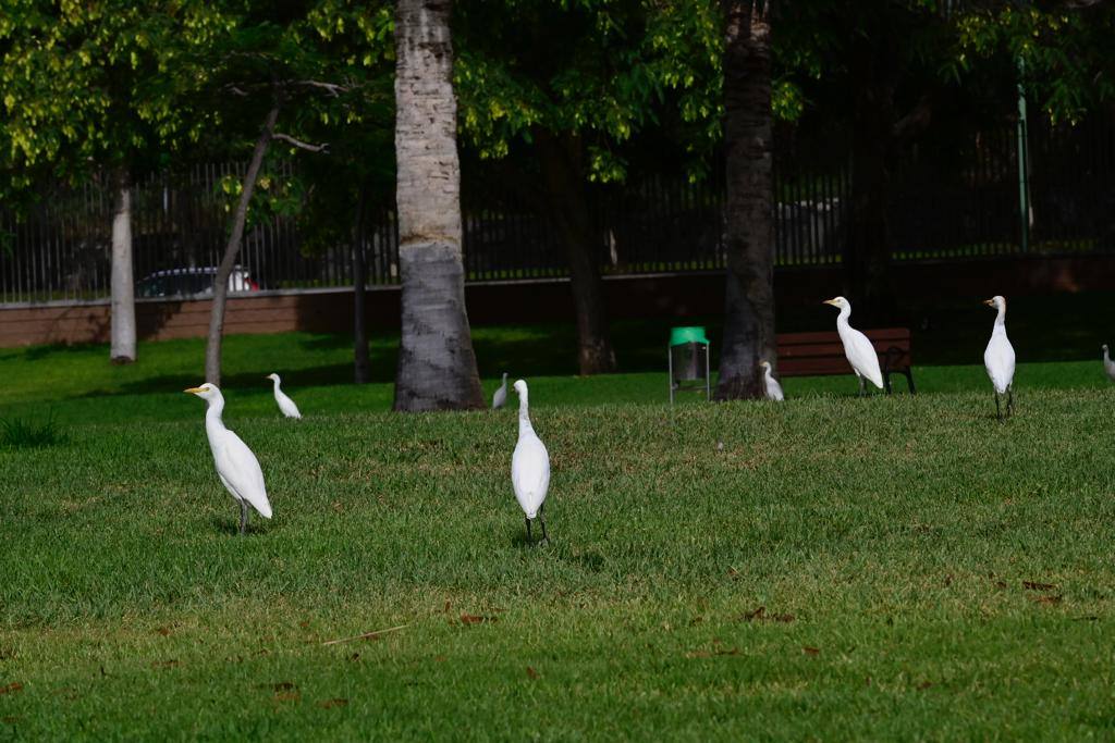 Zafarrancho en el Parque del Sur