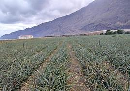 Plantación de piña tropical de Frutas del Hierro S.A.T.