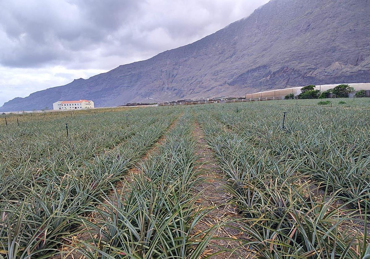 Plantación de piña tropical de Frutas del Hierro S.A.T.