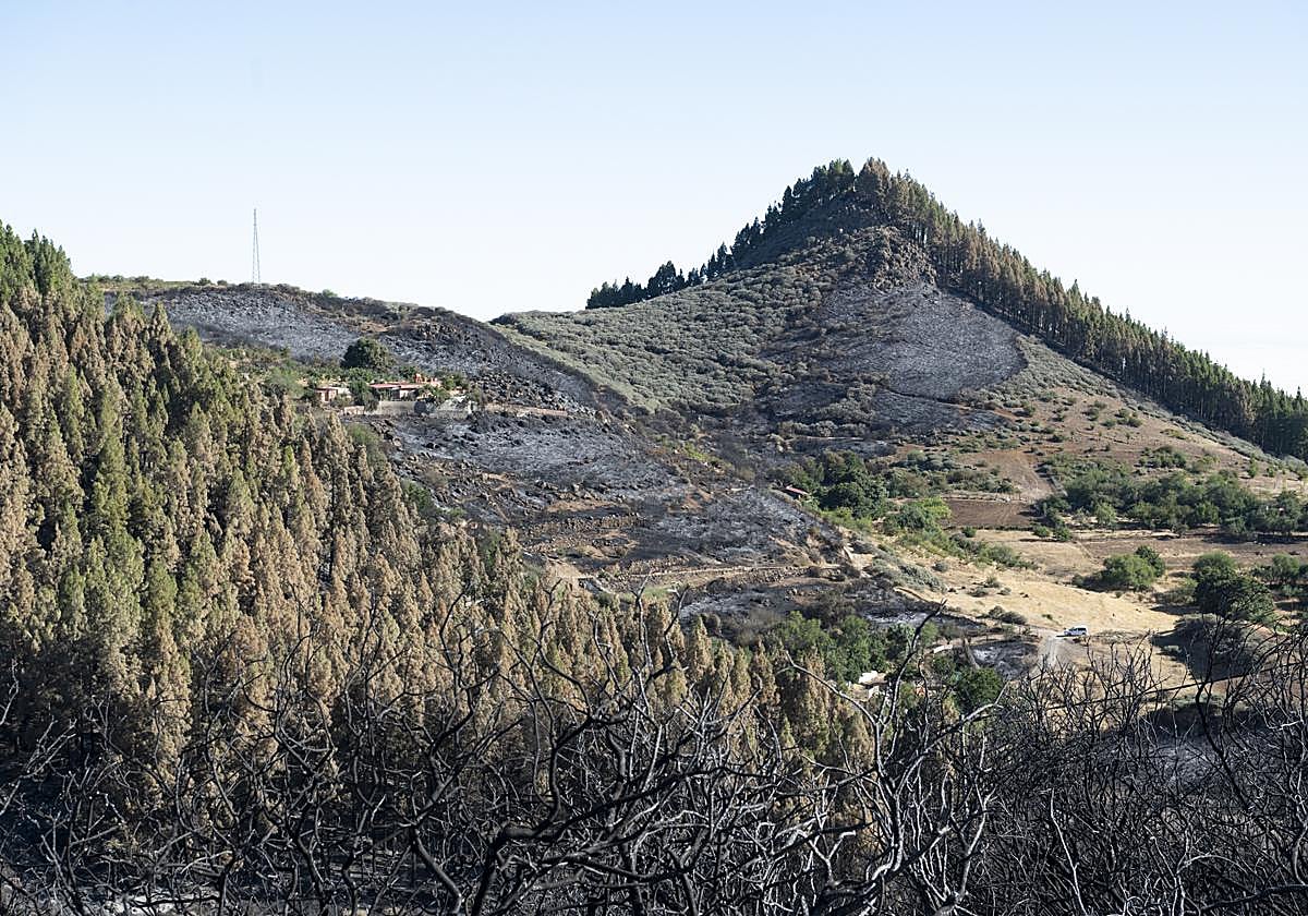 Imagen del terreno calcinado en el reciente incendio de Tejeda.