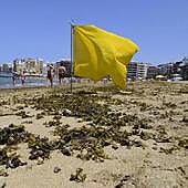 Esta semana llegarán «cantidades ingentes» de microalgas a las costas canarias