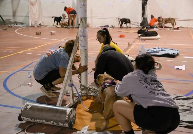 La solidaridad animal se moviliza en Tenerife