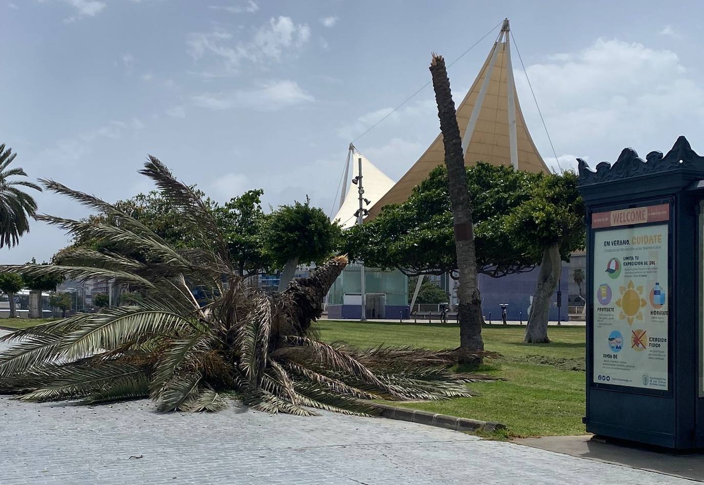 Palmera caída en el entorno de Santa Catalina.