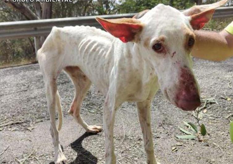 Investigan un delito de maltrato animal tras hallar a un perro en mal estado en Firgas