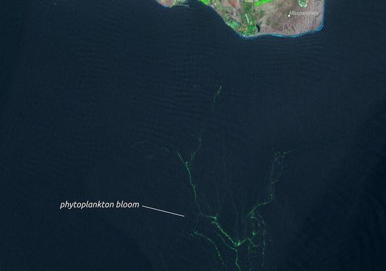 Instantánea ofrecida por el satélite Sentinel 2, del programa europeo Copernicus, de las microalgas aproximándose al litoral del sur de Gran Canaria.