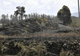 Las secuelas del fuego en Tenerife