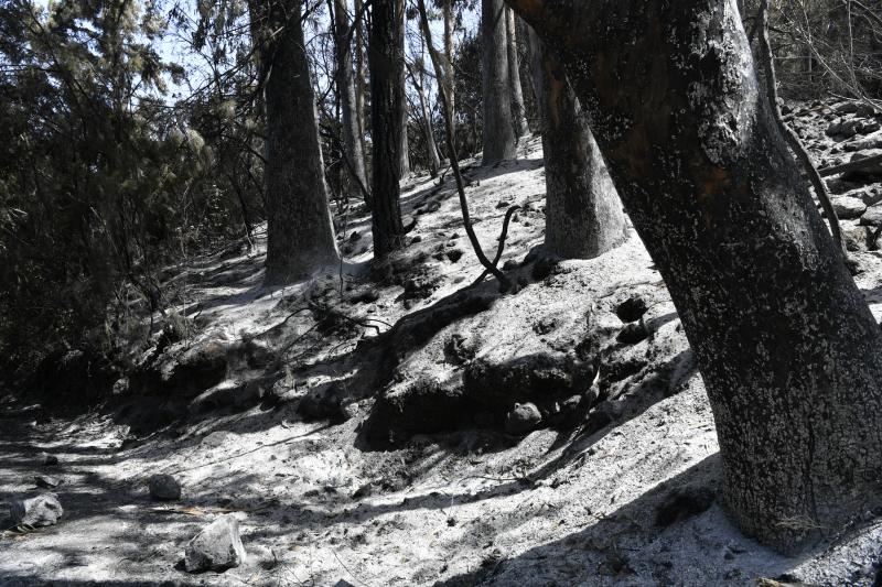 Las secuelas del fuego en Tenerife