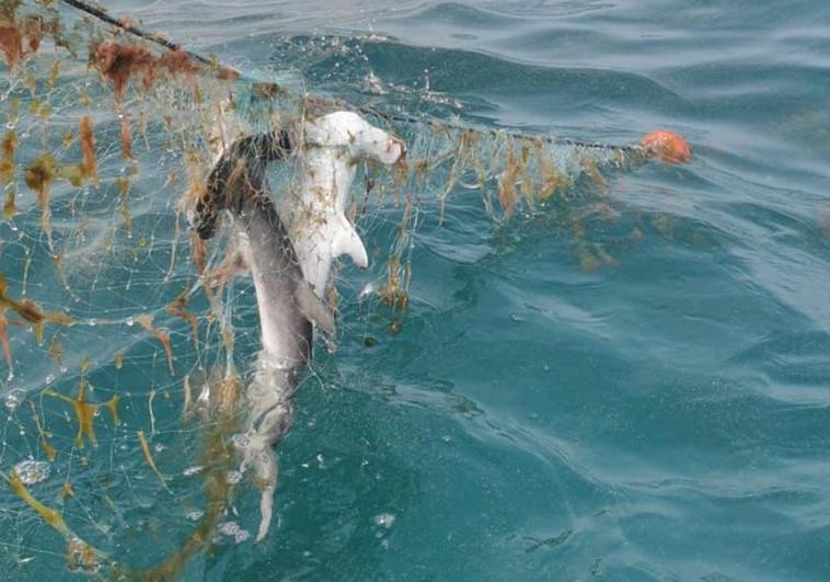 Encuentran dos crías de tiburón martillo muertas cerca de Las Canteras