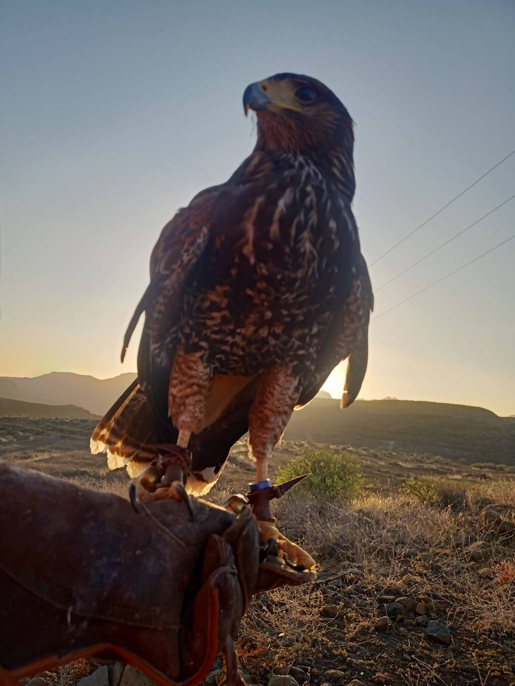 El álbum de Majorera, el águila harris desaparecida en Agüimes