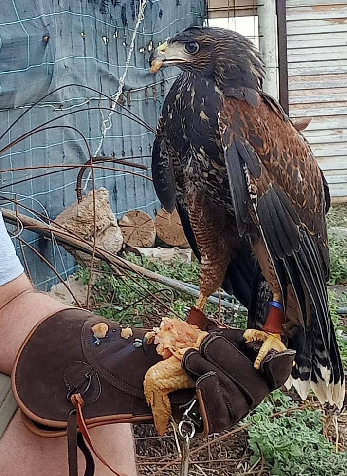 El álbum de Majorera, el águila harris desaparecida en Agüimes