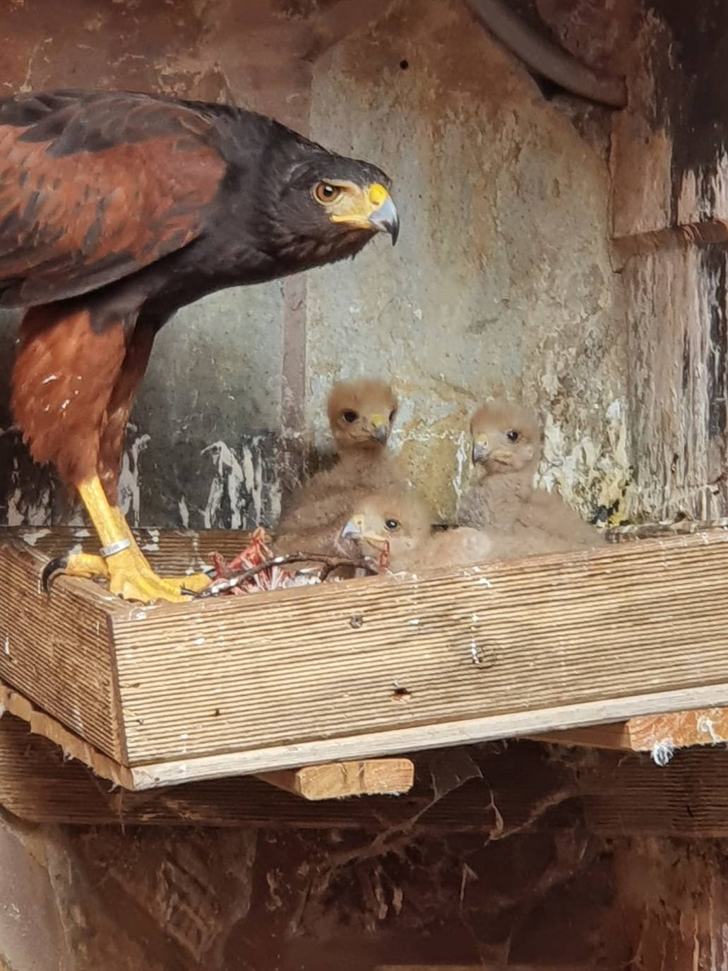 El álbum de Majorera, el águila harris desaparecida en Agüimes