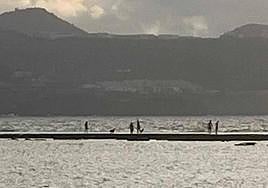 El surrealismo llega a Las Canteras: un perro se pasea por la barra