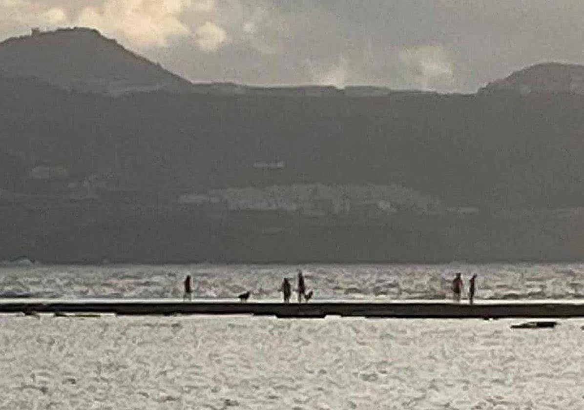 El surrealismo llega a Las Canteras: un perro se pasea por la barra